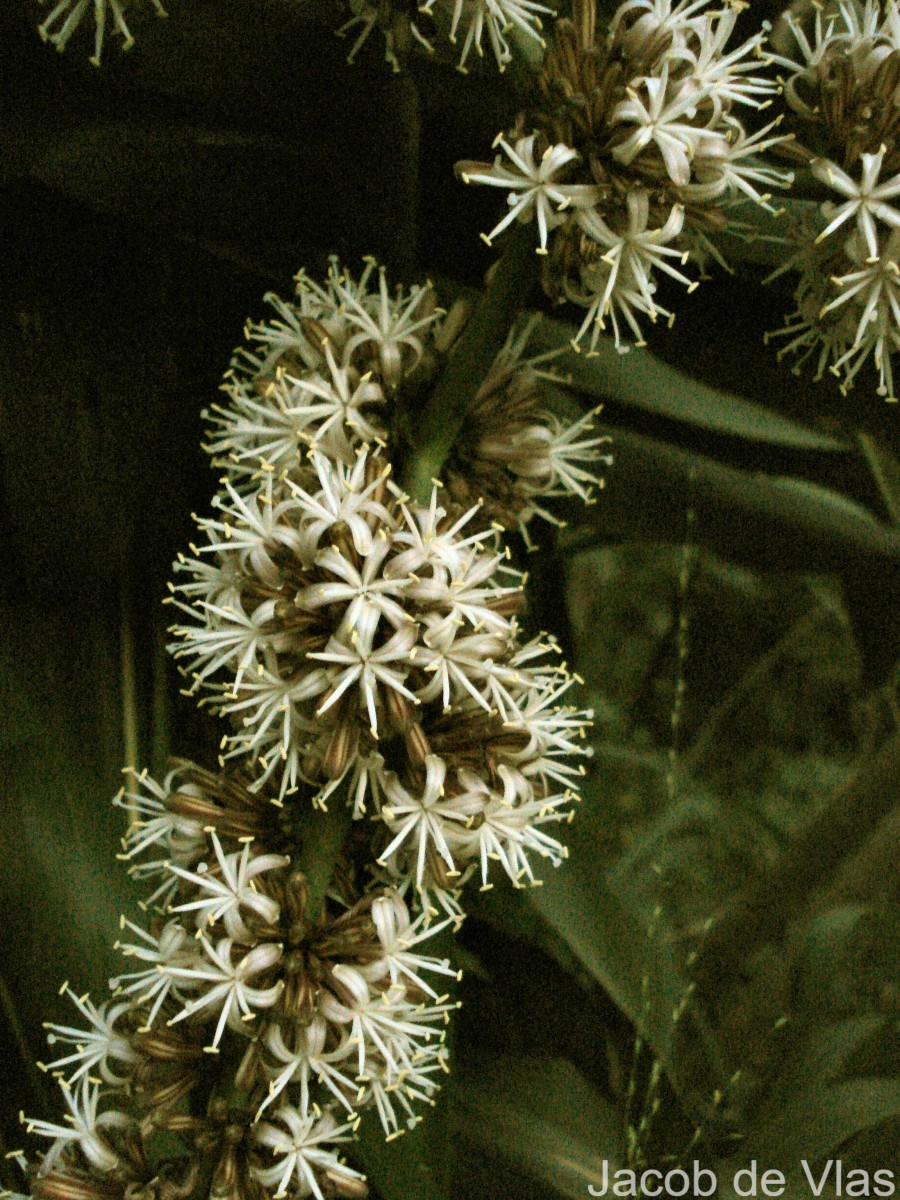 Dracaena fragrans (L.) Ker Gawl.